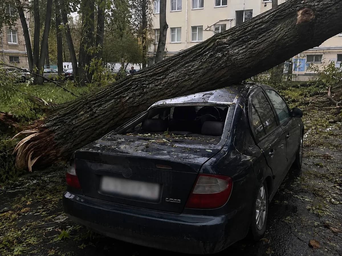 Упало дерево на машину в 2026 году: кто возместит ущерб и как его взыскать